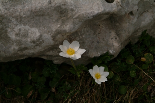 Pulsatilla alpina / Anemone alpino